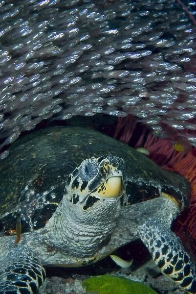 Indonesia, Raja Ampat. A school of glassfish swim over an endangered hawksbill turtle