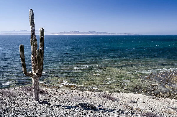 Isla de Espiritu Santo, Baja, Mexico, Cardon cactus and the breaking waters of Isla