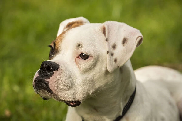 Issaquah, Washington State, USA. Portrait of Nikita, a Boxer puppy. (PR)