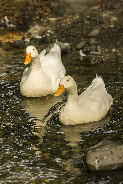 Issaquah, Washington State, USA. Domestic free-range Pekin ducks swimming in a stream by their farm