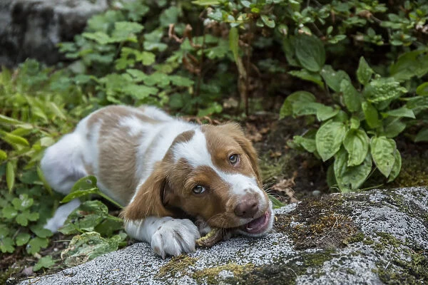 Issaquah, Washington State, USA. Two month old Brittany Spaniel enjoying a chew stick