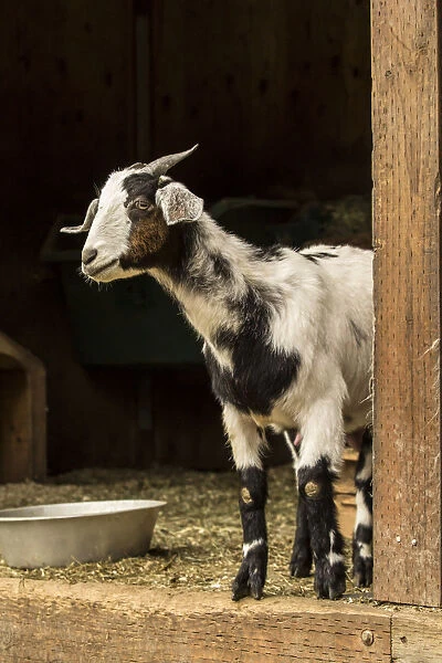 Issaquah, Washington State, USA. Adult doe mixed breed Nubian and Boer goat looking