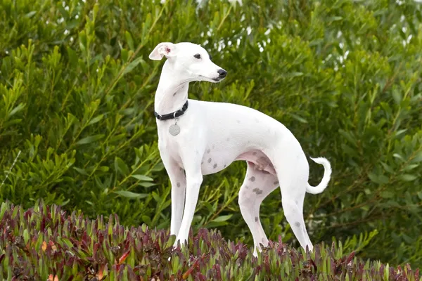 An Italian Greyhound standing in ice plant