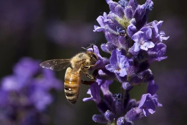 Keizer, Oregon, Honey Bee gathering nectar
