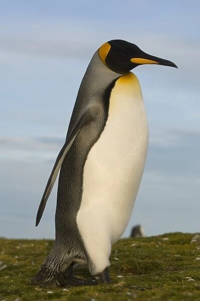 King Penguin (Aptenodytes p. patagonica), Volunteer Point, Johnsons Harbour