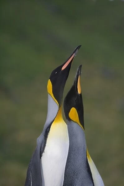 King Penguin (Aptenodytes patagonicus), Gold Harbor, South Georgia, Antarctica