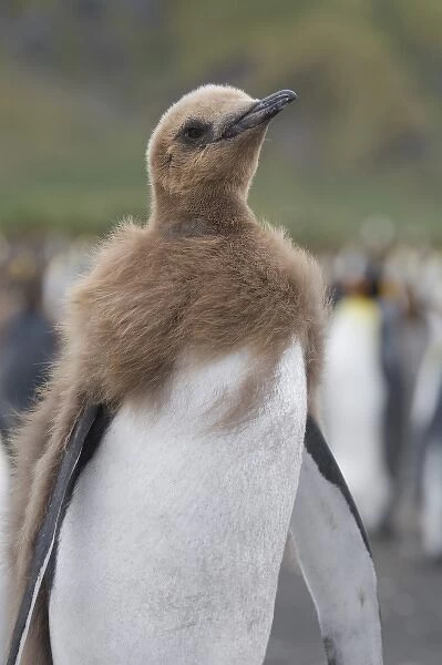 King Penguin (Aptenodytes patagonicus) chick, Gold Harbor, South Georgia, Antarctica