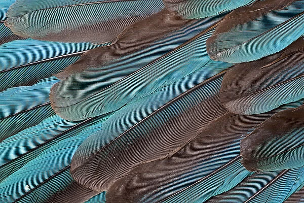 Kingfisher Wing Feathers