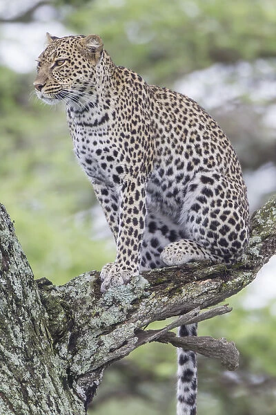 Leopard sits up in tree on three branch, looking to left of camera, watching