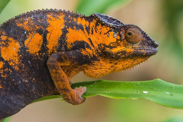 Madagascar, Marozevo. Peyrieras Reptile Farm, panther chameleon. Female of the species