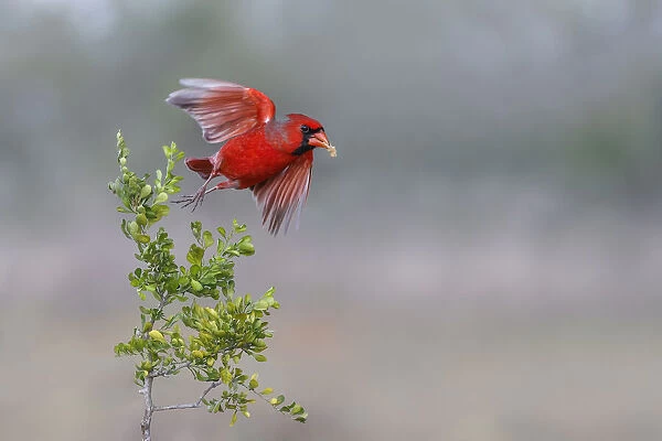 Male northern cardinal in flight, Rio Grand Valley, Texas