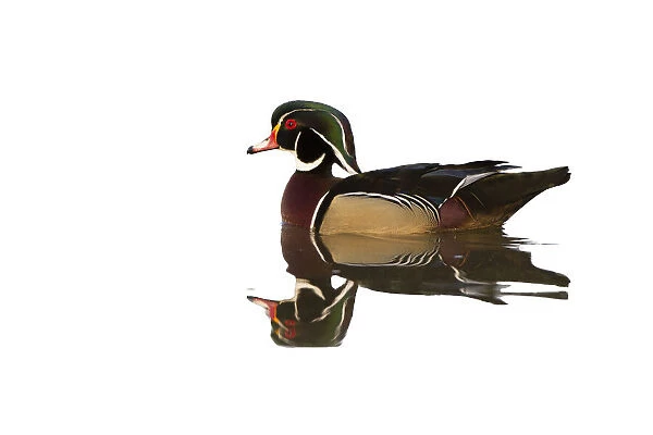 Male wood Duck in wetland. Marion County, Illinois, USA