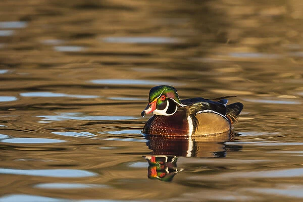 Male woodduck reflected in the golden evening colors of Lake Murray