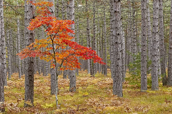 Maple Tree with autumn colors in pine forest #13967714 Puzzle