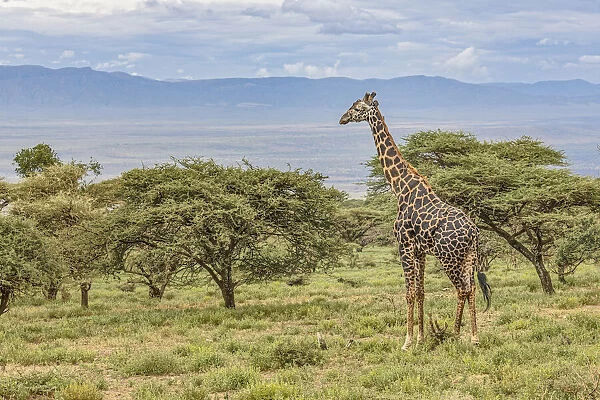 Masai Giraffe grazing on acacia tree, Ngorongoro Conservation Area, Tanzania, Arica