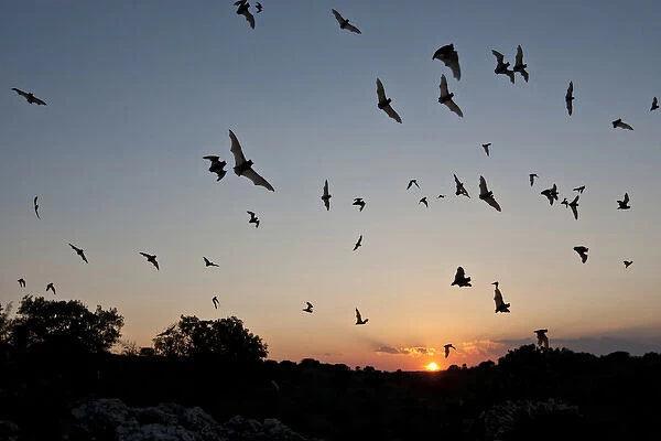 Mexican Free-tailed Bats (Tadarida brasiliensis) nurse colony emerging from Frio Bat Cave at sunset