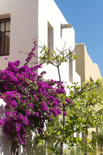 Mexico, Baja California Sur, Loreto. colorful display of bougainvillea on building