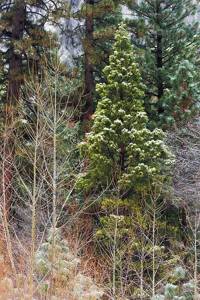 Mixed forest in winter, Yosemite Valley, Yosemite National Park, California USA