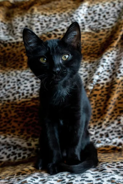 Two month old black kitten (PR) For sale as Framed Prints, Photos