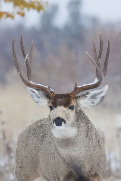 Mule Deer Buck, late autumn snow For sale as Framed Prints, Photos