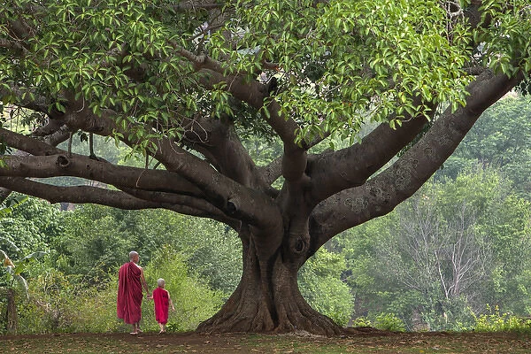 Myanmar, Pindaya. Buddhist monks under giant banyan tree #13917062