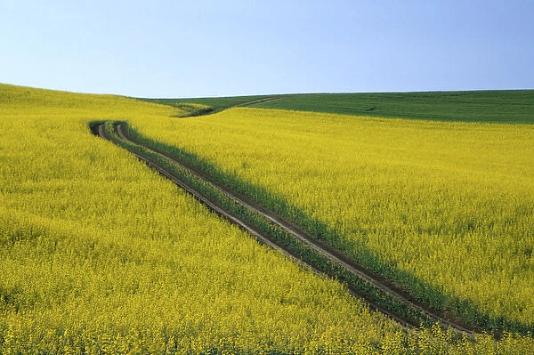 N. A. USA, Washington, Whitman County. Tracks running thru Canola fields