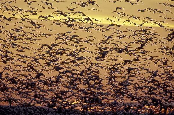 NA, USA, Washington, near Conway. Snow geese fly at dusk in the Skagit Valley