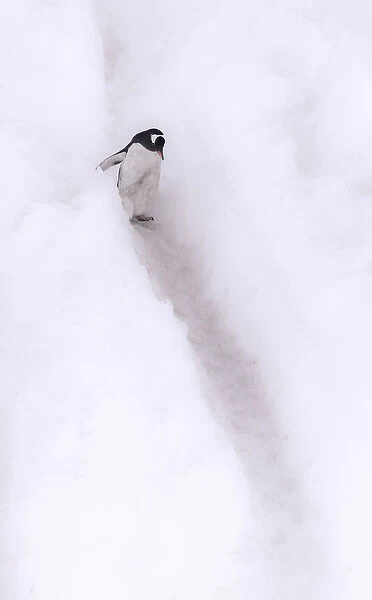 Neko Harbour, Antarctica. Gentoo Penguin strolling down a penguin channel