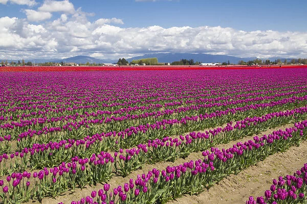 North America, United States, Washington, Mount Vernon, tulip fields bloom at the
