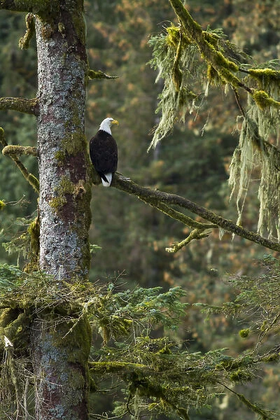 North America, USA Alaska, Baranof Island, Bald Eagle, Haliaeetus leucocephalus, perched in a tree