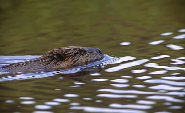 North America, USA, Alaska, Denali National Park. Beaver (Castor canadensis) pulling