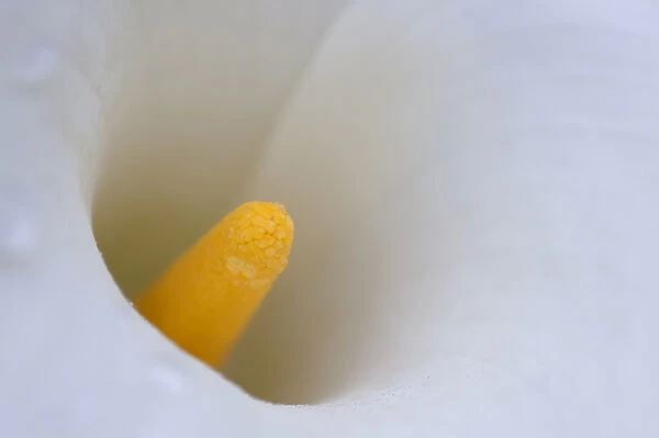 North America, USA, Georgia; Savannah; Close up of a Calla lily