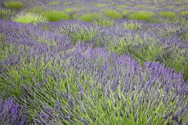 North America, USA, Washington, Sequim, Rows of Lavender