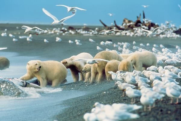 North Slope, Alaska. Polar Bears (Ursus maritimus) gather around Gray Whale Carcass