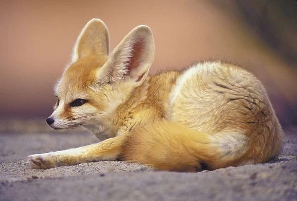 Northern Africa. Fennec (Fennecus zerda) For sale as Framed Prints, Photos,  Wall Art and Photo Gifts