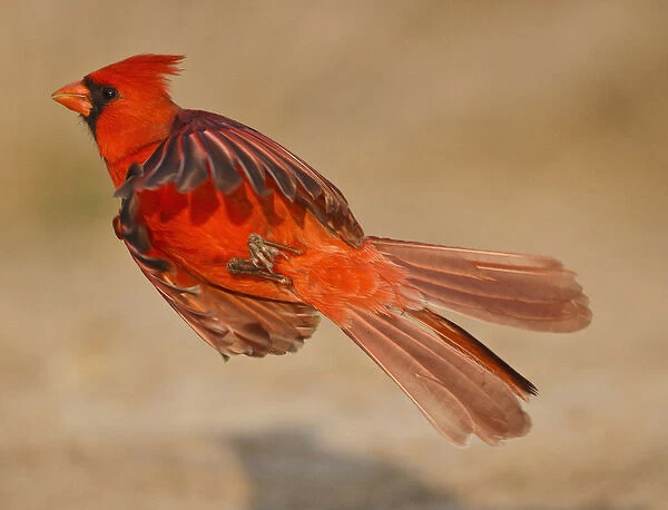 Northern Cardinal (Cardinalis cardinalis) adult male in flight