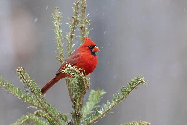 Northern cardinal male in fir tree in snow, Marion County, Illinois