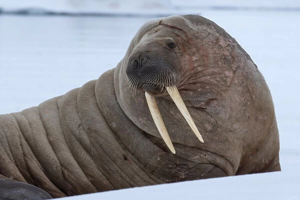 Norway, Svalbard, Nordaustlandet, Austfonna. Walrus on ice
