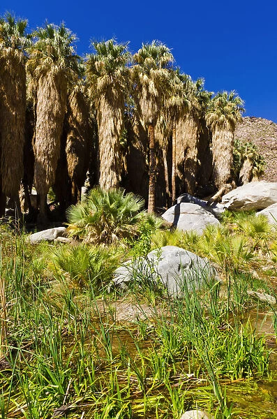 Oasis in Borrego Palm Canyon, Anza-Borrego Desert State Park, California, USA