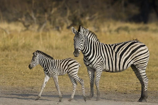 Okavango Delta, Botswana. Plains Zebra: mother and child