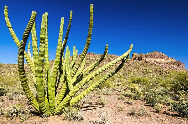 Organ pipe cactus in the Ajo Mountains, Organ Pipe Cactus National Monument, Arizona USA