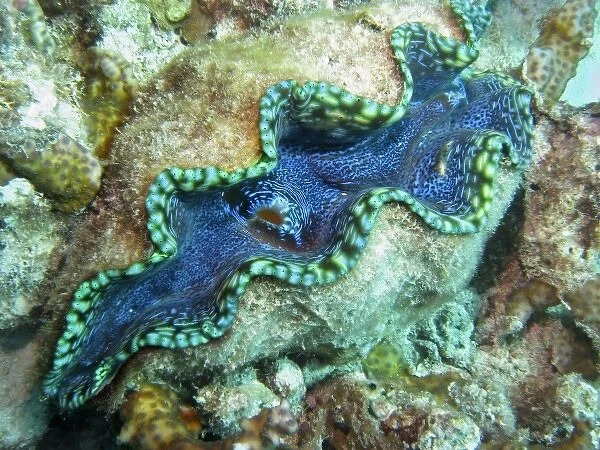Outlet Siphon, Giant Clam, Agincourt Reef, Great Barrier Reef, North Queensland