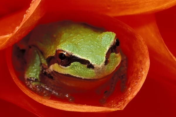 Pacific Chorus frog in dahlia. Credit as: Dennis Kirkland  /  Jaynes Gallery  /  Danita