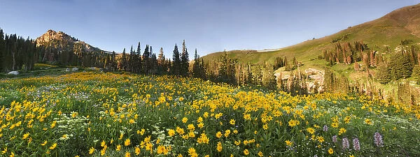 Panoramic Field of Wildflowers, Arnica SP, Urticifolia Horse Mint, Cow Parsnip