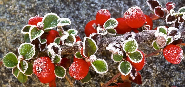Panoramic image of frost on red berries