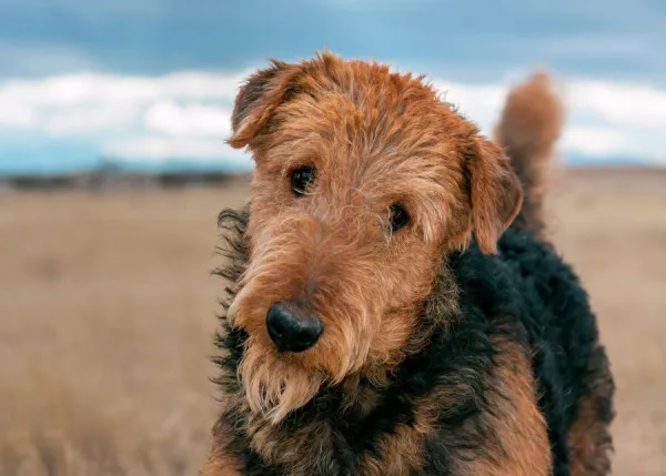 Portrait of an Airdale Terrier