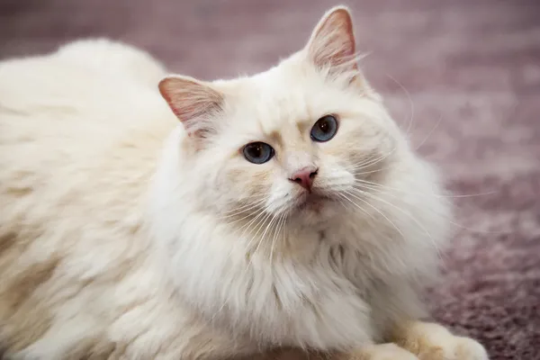 Purebred Rag Doll Cat, Flame Point