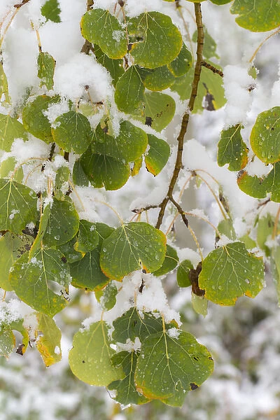 Quaking aspen leaves; First snow to October, Continental Divide, Rabbit Ears pass
