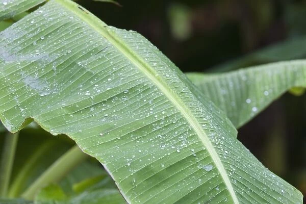 Rain drops on Banana tree leafs at the Sirena Biological Station garden. Corcovado National Park