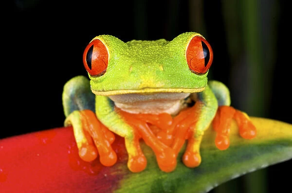 Red-eyed Treefrog (Agalychnis callidryas) is an arboreal hylid native to Neotropical